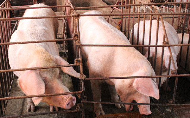 Nguồn cung trong nước của Campuchia chỉ có thể đáp ứng 6.000 con/ngày. Vì thế, Campuchia cần nhập khẩu thêm khoảng hơn 1.000 con/ngày.