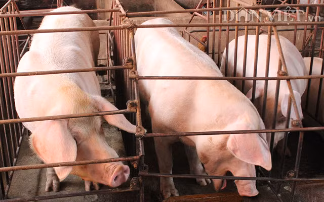 Nguồn cung trong nước của Campuchia chỉ có thể đáp ứng 6.000 con/ngày. Vì thế, Campuchia cần nhập khẩu thêm khoảng hơn 1.000 con/ngày.