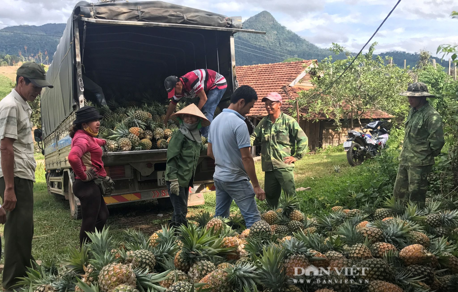 Người dân mong muốn sẽ có các doanh nghiệp ký cam kết đảm bảo đầu ra và giá thành ổn định