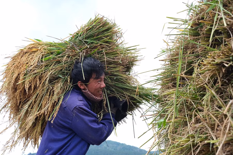 Ảnh 6: Ngày mùa tuy vất vả nhưng người dân tràn ngập niềm vui được mùa