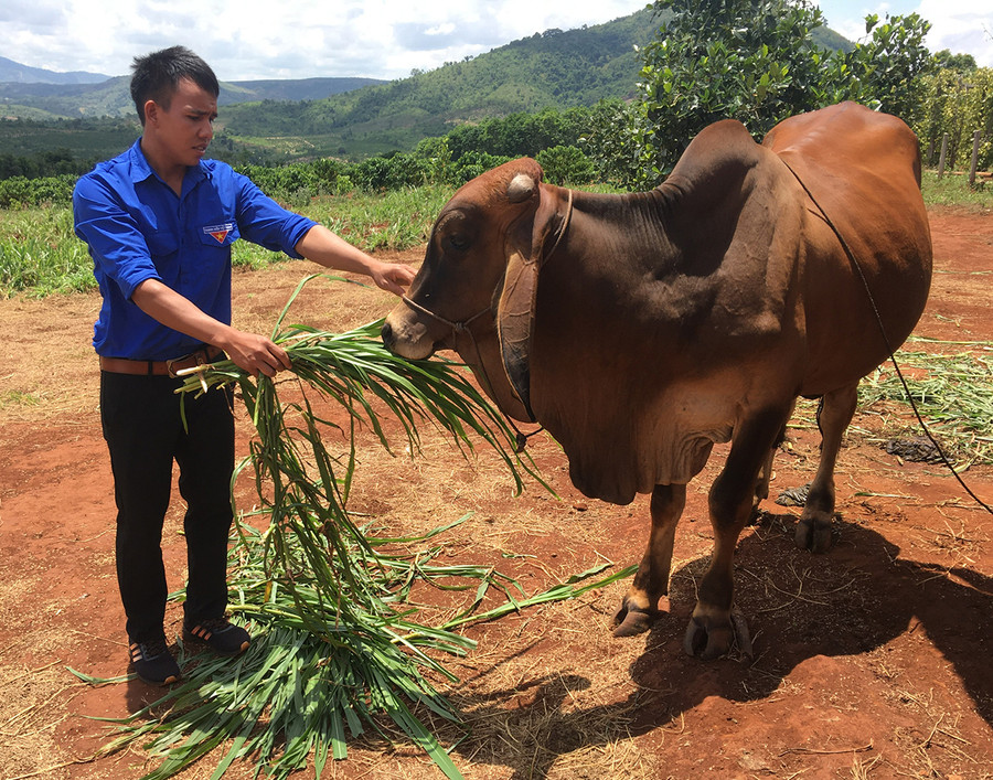Mỗi năm, anh Hi thu nhập hơn 150 triệu đồng từ trồng trọt và chăn nuôi. Ảnh: R'Ô Hok Mỗi năm, anh Hi thu nhập hơn 150 triệu đồng từ trồng trọt và chăn nuôi. Ảnh: R'Ô Hok