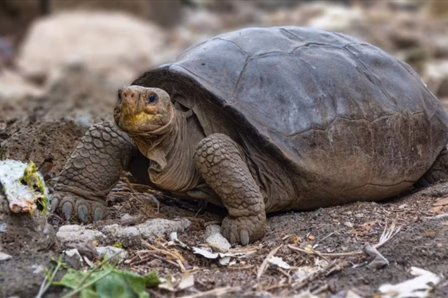 Con rùa tưởng tuyệt chủng được phát hiện ở Ecuador. Ảnh: Công viên Quốc gia Galapagos