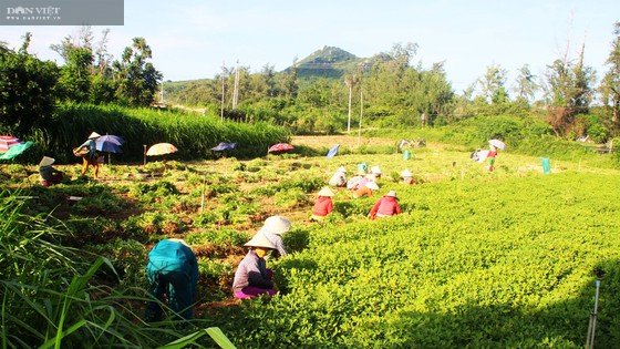 Cây đậu phộng trồng trên đất Phù Cát đang mang lại hiệu quả kinh tế cao. Cây đậu phộng trồng trên đất Phù Cát đang mang lại hiệu quả kinh tế cao.