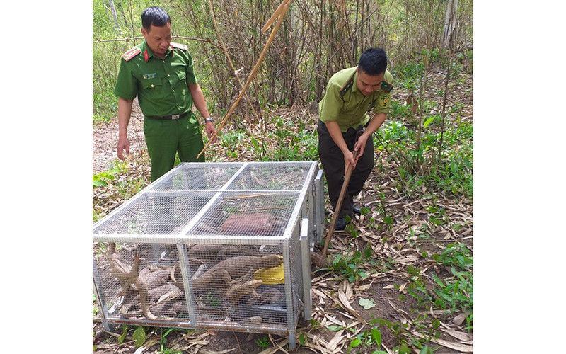 Các lực lượng chức năng tiến hành thả số kỳ đà vân đã tịch thu về môi trường tự nhiên.