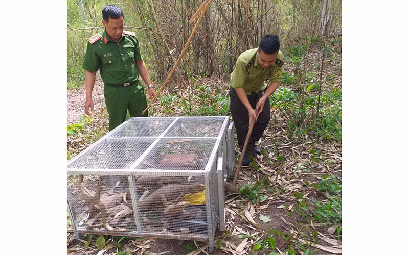 Các lực lượng chức năng tiến hành thả số kỳ đà vân đã tịch thu về môi trường tự nhiên.