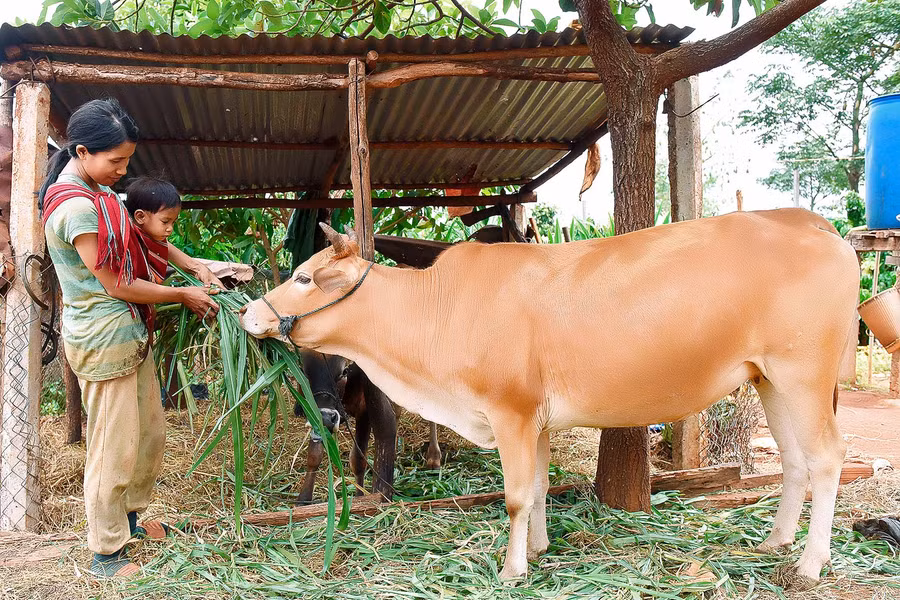 Chi hội trưởng Hội Phụ nữ thôn 6-Rơ Mah Blong cho biết: “Trong thôn hiện có 42 hội viên thì có 19 hội viên là hộ nghèo. Năm 2019, nhờ mô hình hỗ trợ sinh kế của hội phụ nữ đã giúp hội viên nghèo phát triển chăn nuôi bò đã đem lại kết quả cao. Sau 1 năm đã có 3 hội viên đã được thoát nghèo điển hình là chị Rơ Mah Lul, Rơ Mah Plen”. 