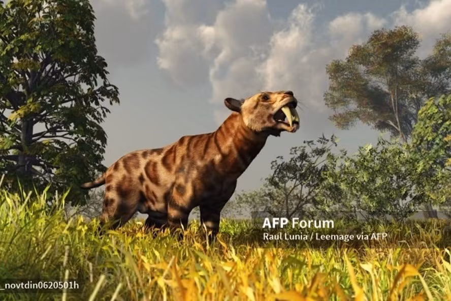 Hình ảnh minh họa mèo hoang cổ đại. Ảnh: AFP