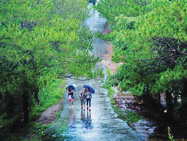 Hàng thông dẫn xuống thắng cảnh Biền Hồ (TP. Pleiku). Ảnh: Doãn Vinh