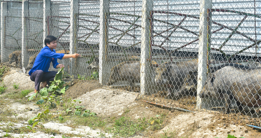 Một góc khu thả heo rừng của anh Nguyễn Đăng Long, xã Điền Hòa, huyện Phong Điền, tỉnh TT-Huế.