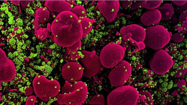 (Nguồn: european-biotechnology.com) (Nguồn: european-biotechnology.com)