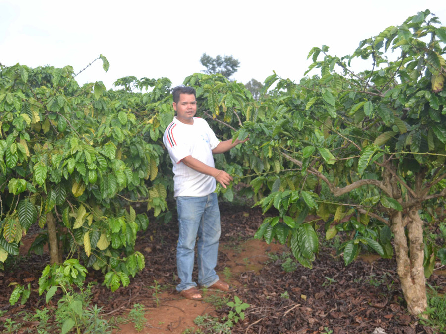 Anh Ksor Ơn ((làng Breng 2, xã Ia Dêr, huyện Ia Grai) bên vườn cà phê của gia đình. Ảnh: Hoàng Cư