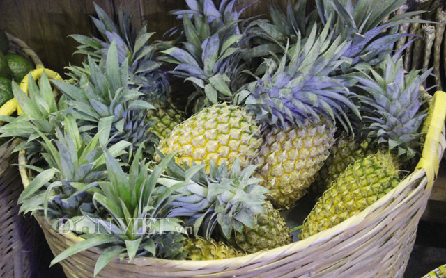 Nông dân trồng dứa vui mừng vì được mùa được giá Nông dân trồng dứa vui mừng vì được mùa được giá