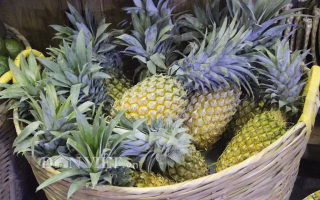 Nông dân trồng dứa vui mừng vì được mùa được giá