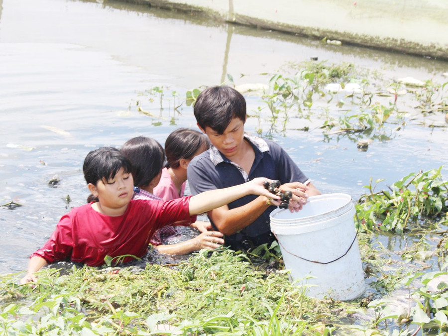 Ốc được đám trẻ bắt trong các vạt rau muống. Ảnh: QUANG VIÊN