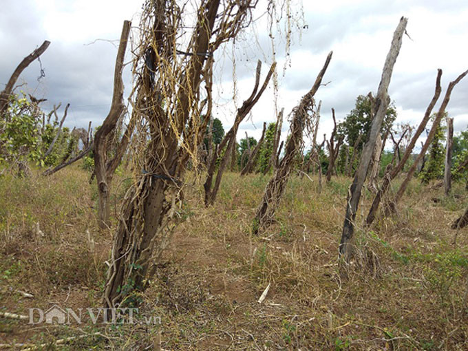 Hàng nghìn ha tiêu chết trắng do dịch bệnh, nông dân và chính quyền tập trung chuyển đổi cơ cấu cây trồng