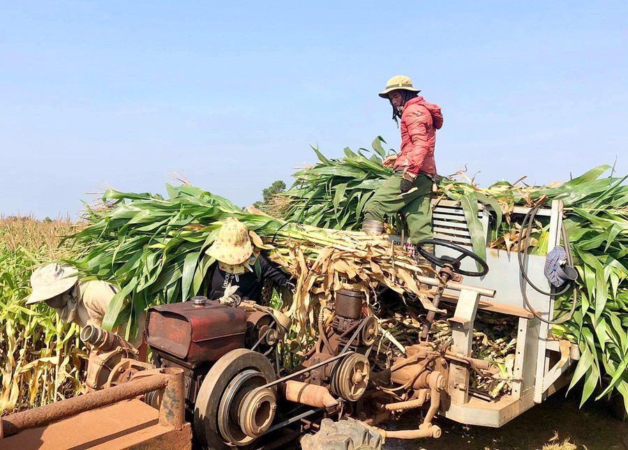 Người dân làng Amo (xã Bờ Ngoong, huyện Chư Sê) thu hoạch bắp sinh khối. Ảnh: Quang Tấn