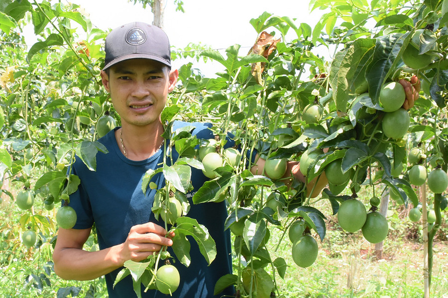  Anh Trần Hữu Nam (xã Trang, huyện Đak Đoa) bên vườn chanh dây của gia đình. Ảnh: Minh Phương