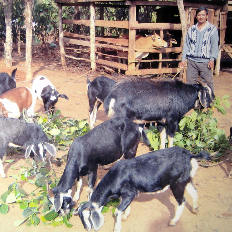 Mô hình nuôi dê Bách Thảo của hộ gia đình ông Siu Ler-xã Gào-TP. Pleiku. Ảnh: Trần Dung