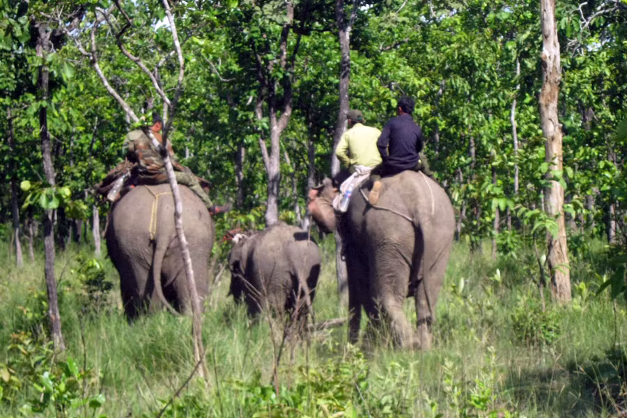 Sau một tuần chữa trị, sáng 22-5, cơ quan chức năng tỉnh Đak Lak đã thả voi rừng về tự nhiên. Ảnh: Uyên Linh