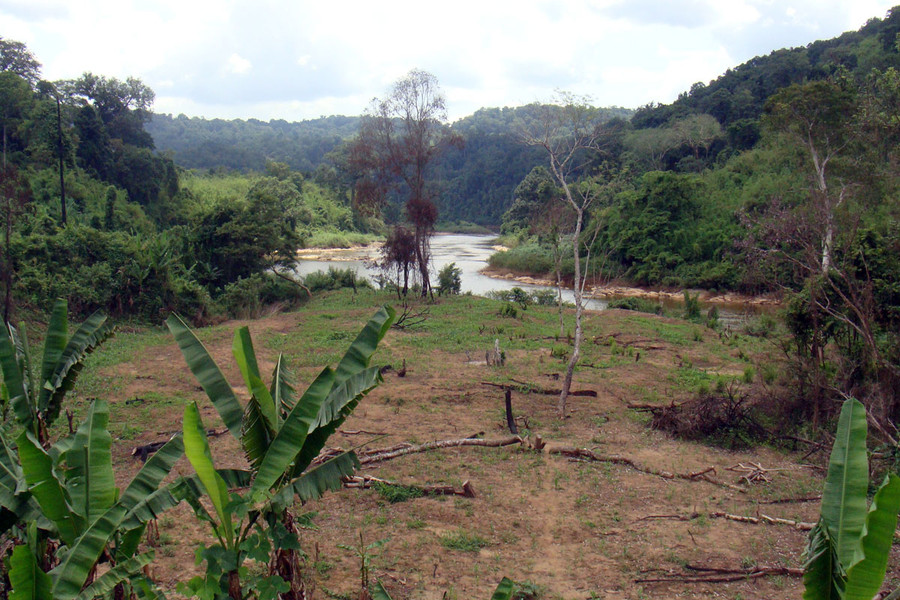 Rừng cây tạp tại dự án thủy điện Đồng Nai 6. Ảnh: Nguyễn Thịnh