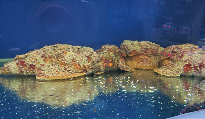 Cá mặt quỷ có giá bán dao động từ 2-3 triệu đồng/kg. Cá mặt quỷ có giá bán dao động từ 2-3 triệu đồng/kg.