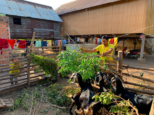 Mô hình nuôi dê sinh sản đem lại hiệu quả kinh tế cao. Ảnh: P.V