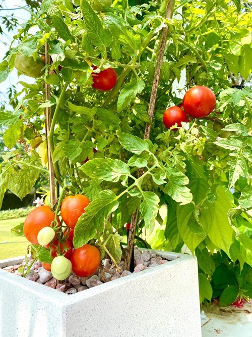 Cây cà chua sai quả.