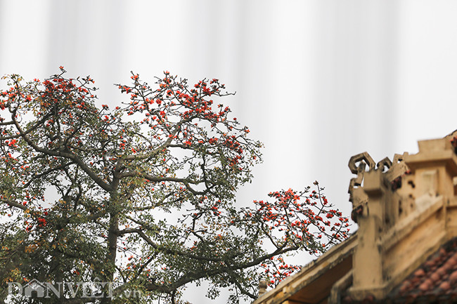 Thân cây cao, lá rụng vào mùa đông, hoa có 5 cánh nở vào mùa xuân trước khi cây ra lá non. Trên đường phố, không khó để quan sát thấy cây gạo bởi sự nổi bật của những cánh hoa đỏ rực rỡ.