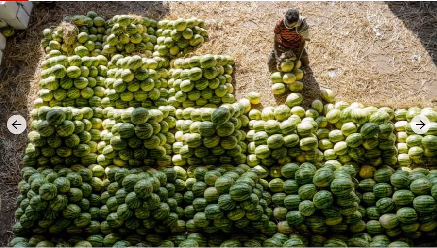  Người lao động đang xếp dưa hấu trước một buổi đấu giá tại chợ bán buôn trái cây ở thành phố Hyderabad, Ấn Độ. Ảnh: AFP/Getty.