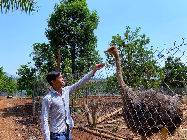 Anh Nguyễn Văn Phi chăm sóc đà điểu ở farmstay của gia đình. Ảnh: M.C