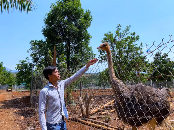 Anh Nguyễn Văn Phi chăm sóc đà điểu ở farmstay của gia đình. Ảnh: M.C