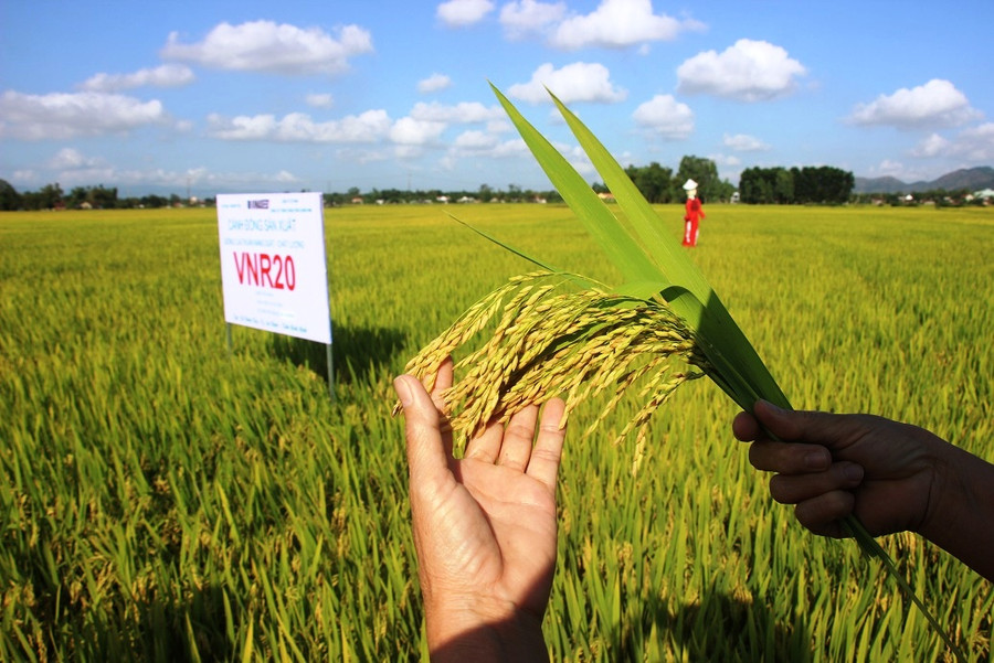 Nông dân Bình Định ngỡ ngàng với giống lúa siêu năng suất VNR20.