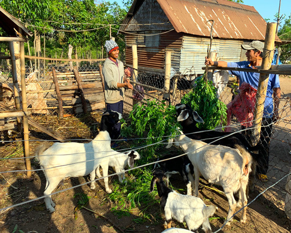 Mô hình nuôi dê sinh sản đem lại hiệu quả kinh tế cao cho người dân. Ảnh: P.V