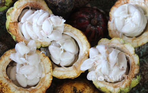 Giá hạt ca cao tươi đang ở mức 6.200 đồng/kg, tăng khoảng 300-500 đồng/kg so với mức bình quân năm 2019. Ảnh: Trần Khánh