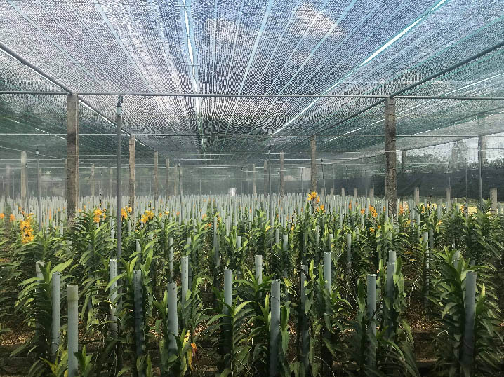 Hiện nay, vườn lan Mokara của ông Giao đã phát triển lên hơn 15.000 cây, với diện tích 5.000m2. Hiện nay, vườn lan Mokara của ông Giao đã phát triển lên hơn 15.000 cây, với diện tích 5.000m2.