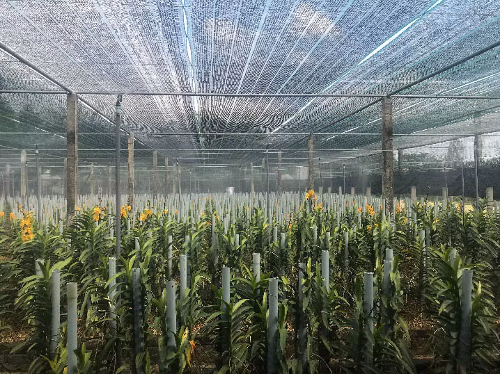 Hiện nay, vườn lan Mokara của ông Giao đã phát triển lên hơn 15.000 cây, với diện tích 5.000m2.