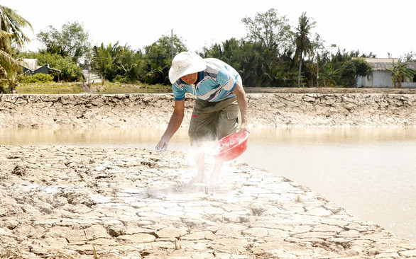 Quăng vôi hạ phèn, ông Tư chuẩn bị vụ mùa mới - Ảnh: C.CÔNG
