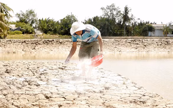 Quăng vôi hạ phèn, ông Tư chuẩn bị vụ mùa mới - Ảnh: C.CÔNG