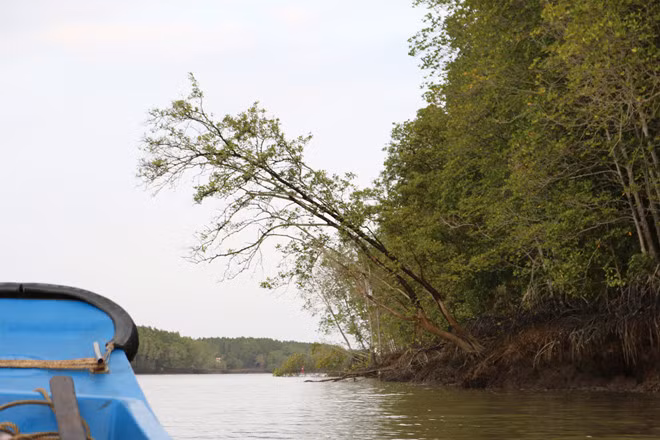 Các loại cây ngập mặn như đước, chà là, bần, mắm... bị ngã đổ không chỉ do gió giông quật mà còn do sóng tàu gây sạt lở đất. Ảnh: Phạm Thu Ngân