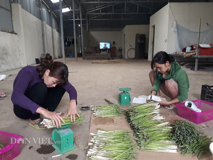 Anh Hội sử dụng chế phẩm sinh học để phòng trừ sâu bệnh cho ruộng măng tây của gia đinh. Vì vậy, sản lượng và chất lượng mầm măng tây thu hái được đảm bảo...Hiện, anh Hội đang bán xô mầm măng tây xanh cho một công ty uy tín ở Hà Nội với giá từ 60.000-80.000 đồng/kg.