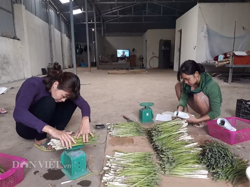 Anh Hội sử dụng chế phẩm sinh học để phòng trừ sâu bệnh cho ruộng măng tây của gia đinh. Vì vậy, sản lượng và chất lượng mầm măng tây thu hái được đảm bảo...Hiện, anh Hội đang bán xô mầm măng tây xanh cho một công ty uy tín ở Hà Nội với giá từ 60.000-80.000 đồng/kg.