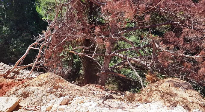 Nhiều đơn vị tập kết rác, đất đá, xà bần đã bức tử thông chết khô.