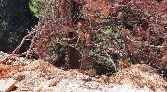 Nhiều đơn vị tập kết rác, đất đá, xà bần đã bức tử thông chết khô.