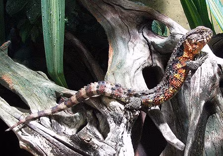 Thằn lằn cá sấu có đuôi dài và lớp vảy như cá sấu. Ảnh: Kienthuc.net. Thằn lằn cá sấu có đuôi dài và lớp vảy như cá sấu. Ảnh: Kienthuc.net.