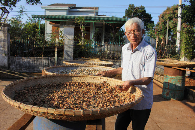Vương tôn đỏ, phèn đen, dứa gỗ... và nhiều loài cây thuốc Nam quý hiếm được ông Hợi lấy từ rừng Buôn Đôn. Ảnh: PL