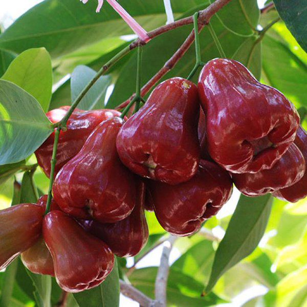 Mận An Phước ra trái từng chùm, có màu sắc bắt mắt, ăn giòn, ngọt, được thị trường trái cây đang ưa chuộng. Ảnh: internet.