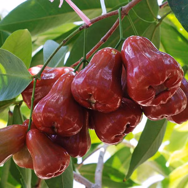 Mận An Phước ra trái từng chùm, có màu sắc bắt mắt, ăn giòn, ngọt, được thị trường trái cây đang ưa chuộng. Ảnh: internet.