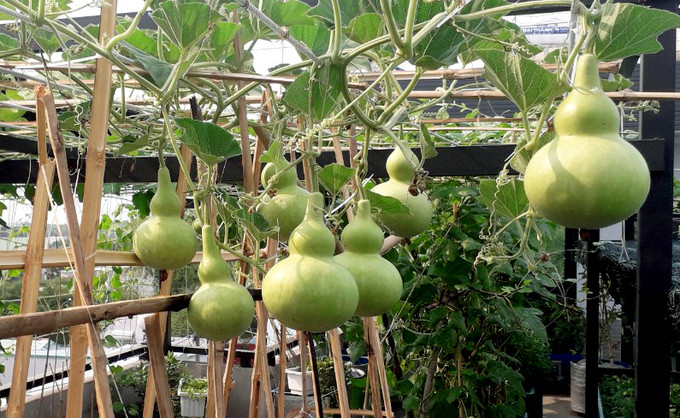 Hồ sen nở quanh năm trên sân thượng 300 m2Ban đầu anh lo ngại không có thời gian làm vườn, bởi vừa kinh doanh xây dựng, bất động sản, nhà hàng nên công việc rất áp lực. Nhưng mong muốn có một khu vườn như thuở nhỏ ở quê đã thôi thúc anh quyết tâm. "Giờ đầu tư làm bài bản rồi thấy không mất nhiều thời gian chăm, mà tốn nhiều thời gian vào ngắm", anh cười nói. Hồ sen nở quanh năm trên sân thượng 300 m2Ban đầu anh lo ngại không có thời gian làm vườn, bởi vừa kinh doanh xây dựng, bất động sản, nhà hàng nên công việc rất áp lực. Nhưng mong muốn có một khu vườn như thuở nhỏ ở quê đã thôi thúc anh quyết tâm.