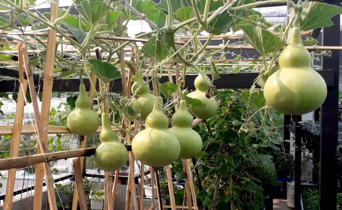 Hồ sen nở quanh năm trên sân thượng 300 m2Ban đầu anh lo ngại không có thời gian làm vườn, bởi vừa kinh doanh xây dựng, bất động sản, nhà hàng nên công việc rất áp lực. Nhưng mong muốn có một khu vườn như thuở nhỏ ở quê đã thôi thúc anh quyết tâm. 