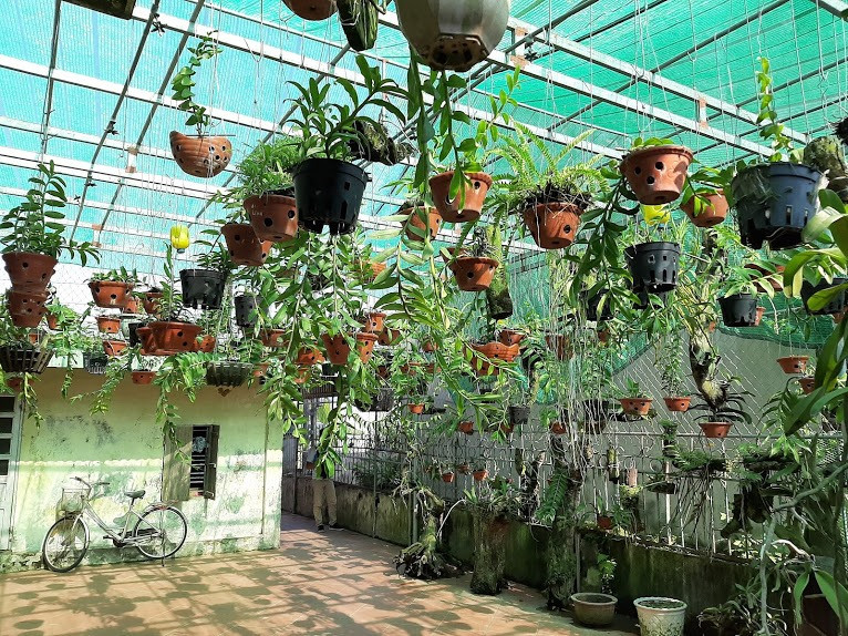 Hiện bác Sâm trồng vườn phong lan với hơn 400 loại hoa lan khác nhau, trong đó có nhiều loại phong lan rừng, hoa lan rừng có giá trị kinh tế cao như phi điệp, đai trâu, giả hạc, trầm tím.... Hiện bác Sâm trồng vườn phong lan với hơn 400 loại hoa lan khác nhau, trong đó có nhiều loại phong lan rừng, hoa lan rừng có giá trị kinh tế cao như phi điệp, đai trâu, giả hạc, trầm tím....